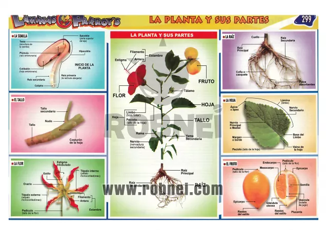 La Planta Y Sus Partes